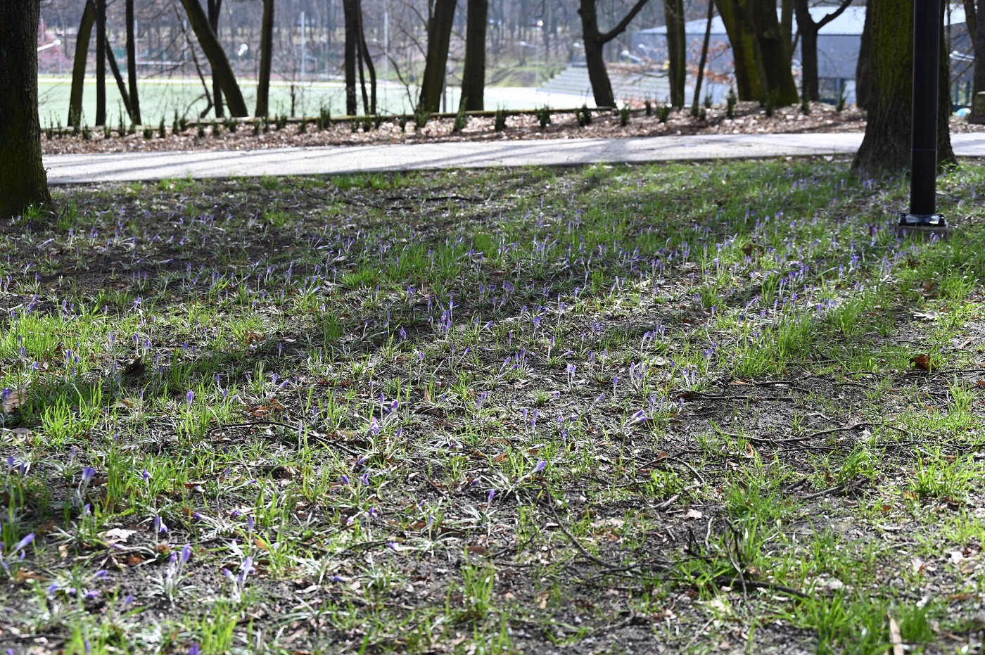 Ruda Śląska: Park Młodzieży i orzegowskie planty odzyskały swój blask!