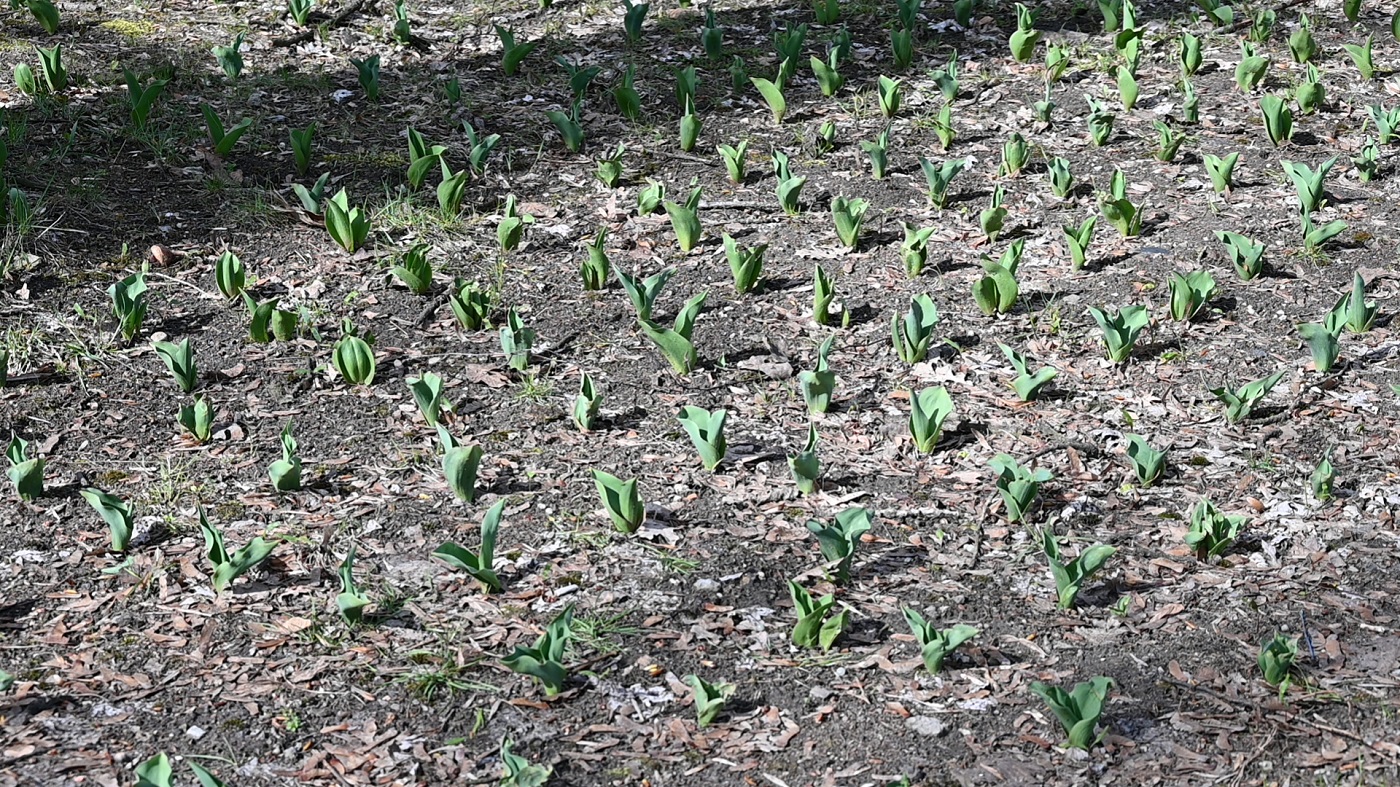 Ruda Śląska: Park Młodzieży i orzegowskie planty odzyskały swój blask!