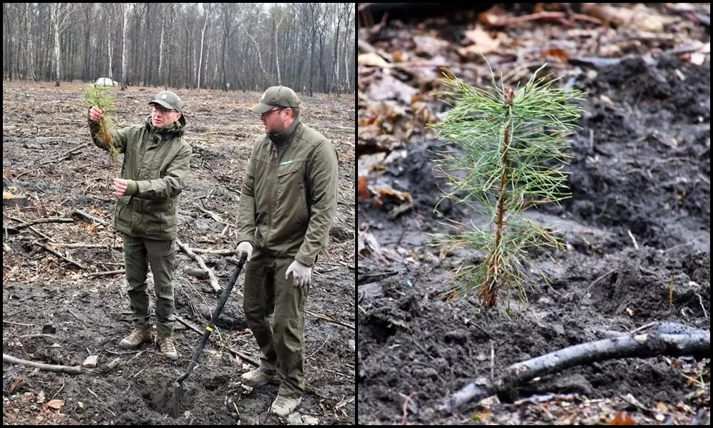 "Łączą nas Drzewa" – posadź drzewko z Nadleśnictwem Katowice