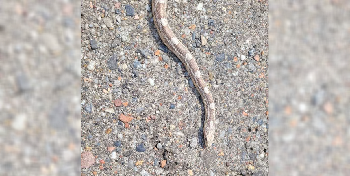 Wąż dusiciel w Bykowinie. Mieszkańcy dostrzegli go leżącego na chodniku!