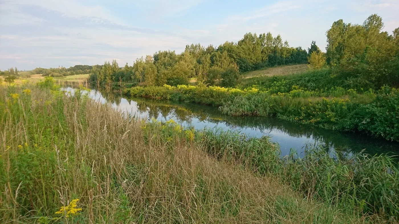 Dolina Kochłówki w Rudzie Śląskiej pod ochroną! Pierwszy w mieście użytek ekologiczny