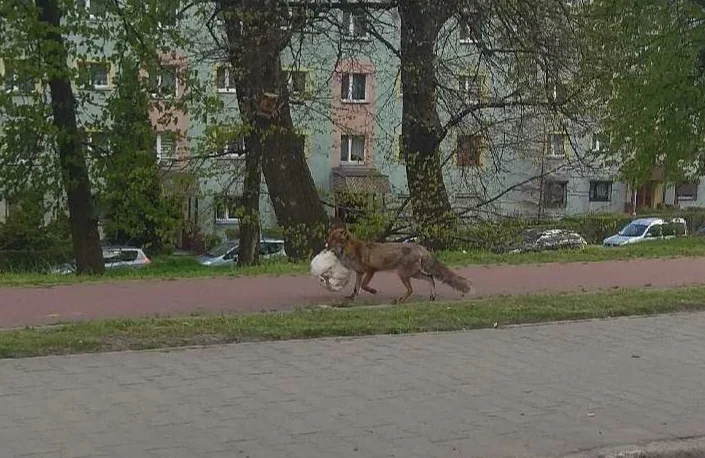 Dzikie zwierzęta coraz częściej odwiedzają Rudę Śląską. Czy stanowią dla nas zagrożenie?