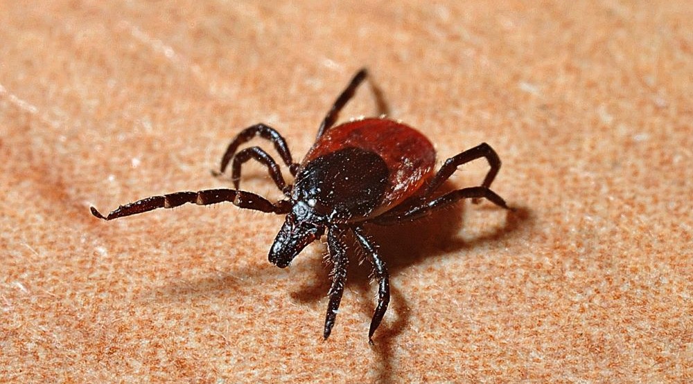 Kleszcze wybudziły się ze snu! Uważaj na siebie i swoich bliskich!