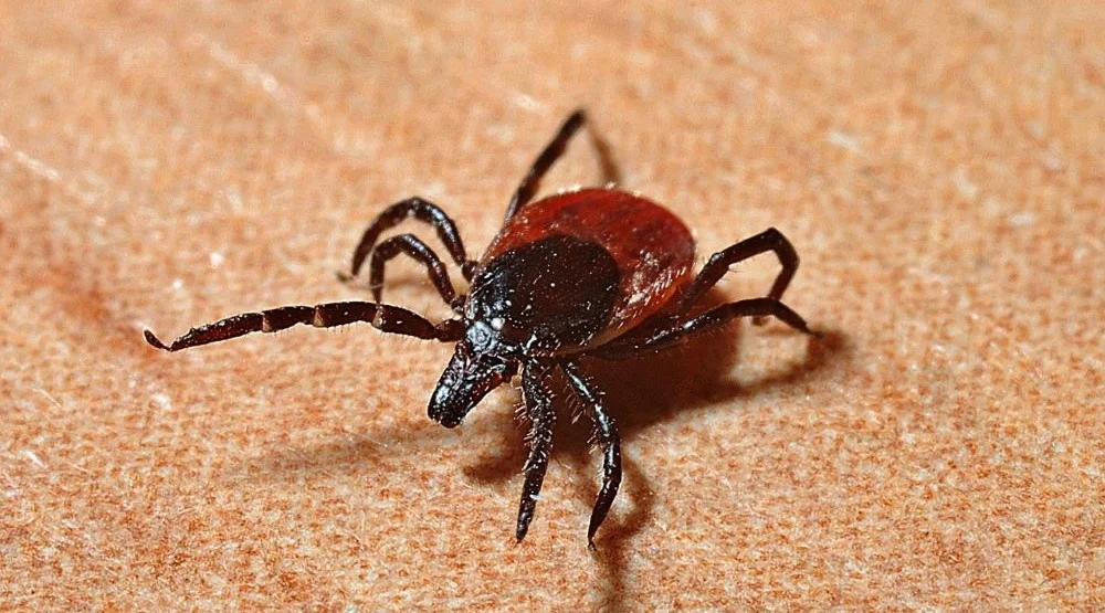 Kleszcze wybudziły się ze snu! Uważaj na siebie i swoich bliskich!