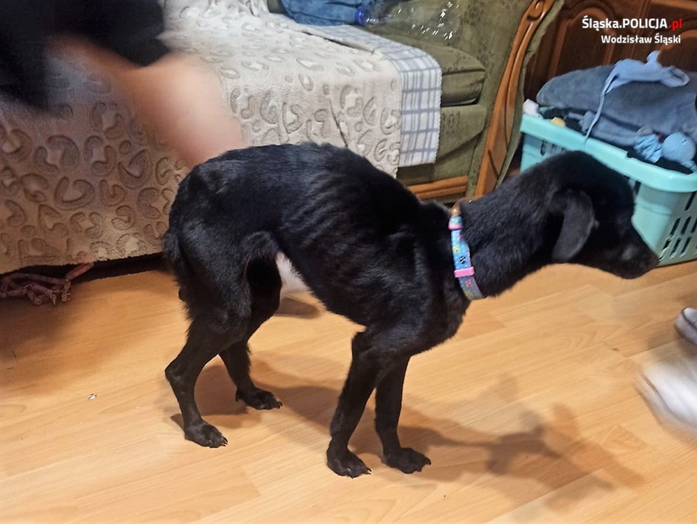 Skrajne zaniedbanie psów w Wodzisławiu Śląskim. Zwierzaki zostały odebrane właścicielce