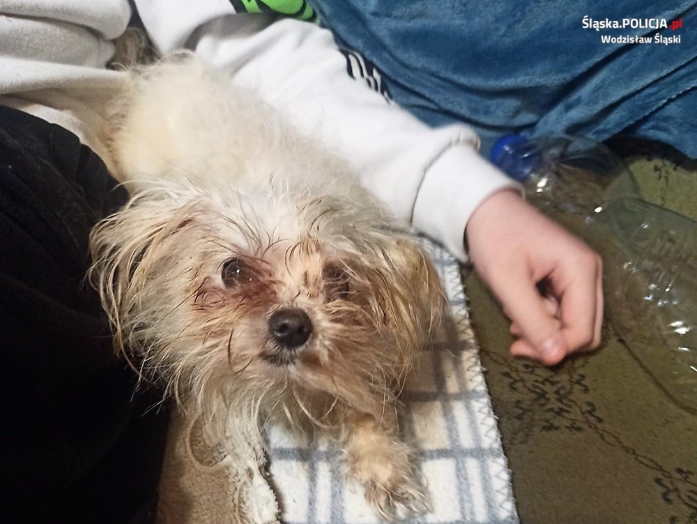 Skrajne zaniedbanie psów w Wodzisławiu Śląskim. Zwierzaki zostały odebrane właścicielce