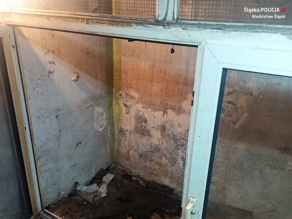 Skrajne zaniedbanie psów w Wodzisławiu Śląskim. Zwierzaki zostały odebrane właścicielce
