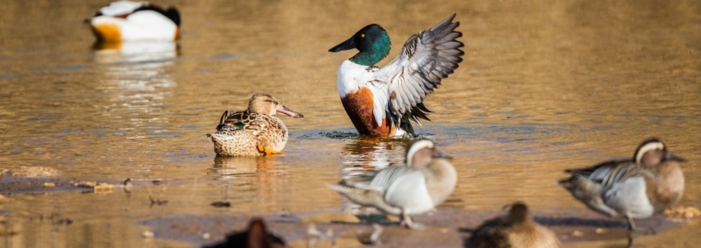 Ptasia grypa: informacje dla posiadaczy ptaków