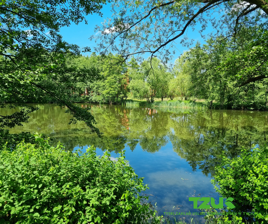 Tychy: Spacery badawcze z mieszkańcami w Parku Łabędzi