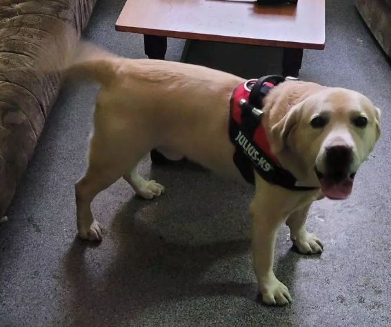 Siemianowice Śląskie: Dzięki reakcji mieszkanki zguba szybko trafiła do właściciela