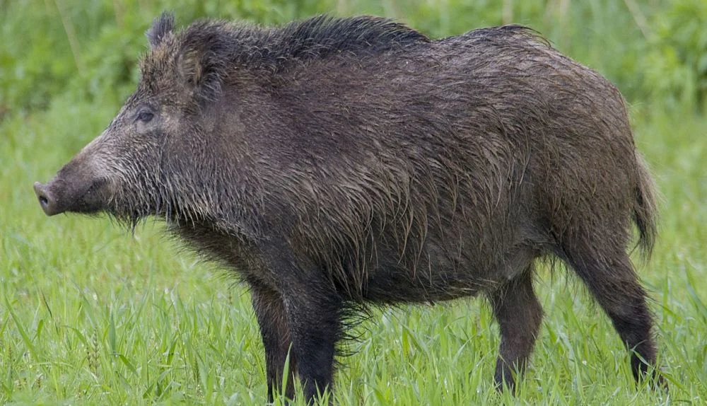 Uwaga na dziki w Piekarach Śląskich!