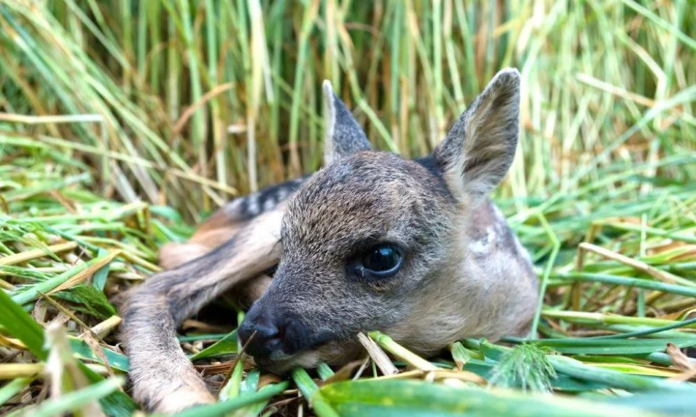 Nie karm i nie dotykaj dzikich zwierząt!