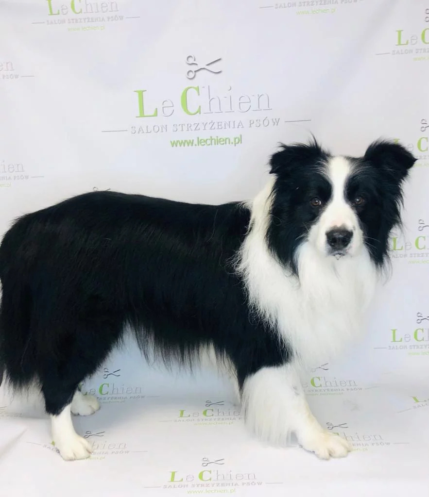 Fryzjer dla psów Lechien - kompleksowa usługa strzyżenia zwierząt w Krakowie