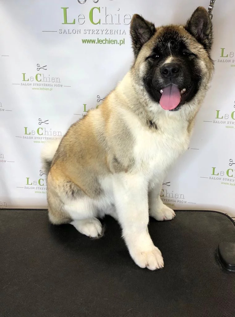 Fryzjer dla psów Lechien - kompleksowa usługa strzyżenia zwierząt w Krakowie