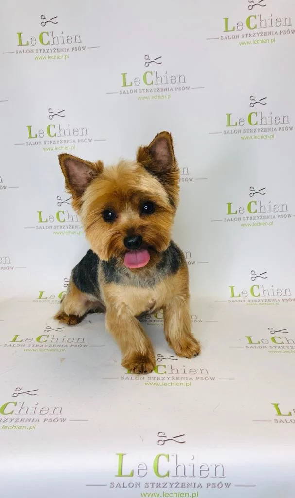 Fryzjer dla psów Lechien - kompleksowa usługa strzyżenia zwierząt w Krakowie
