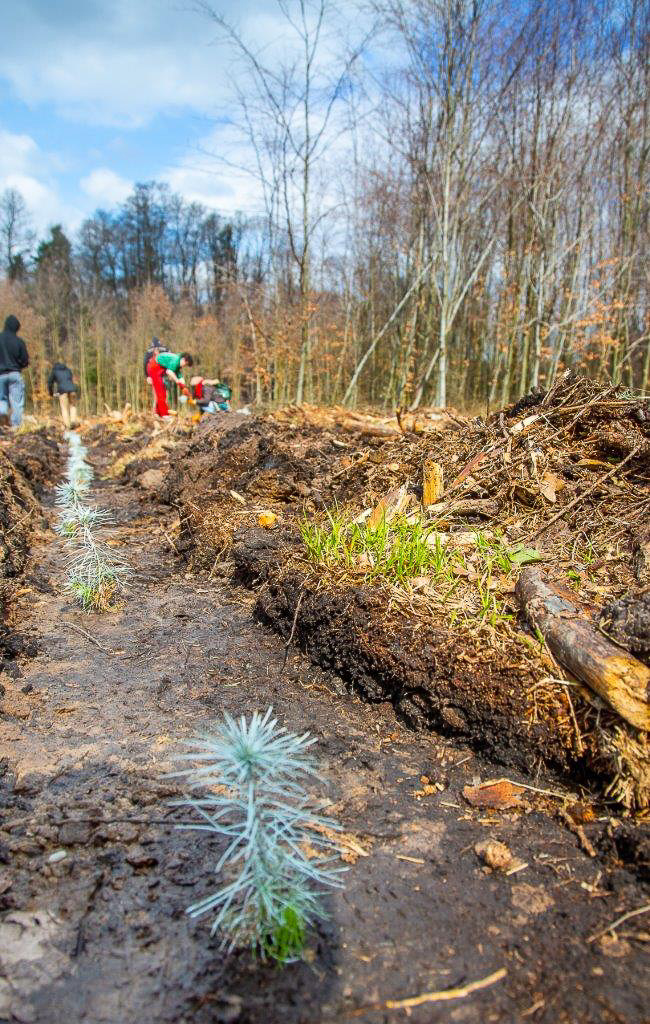 PGE GiEK posadziła 1000 nowych drzew na terenie Nadleśnictwa Rybnik