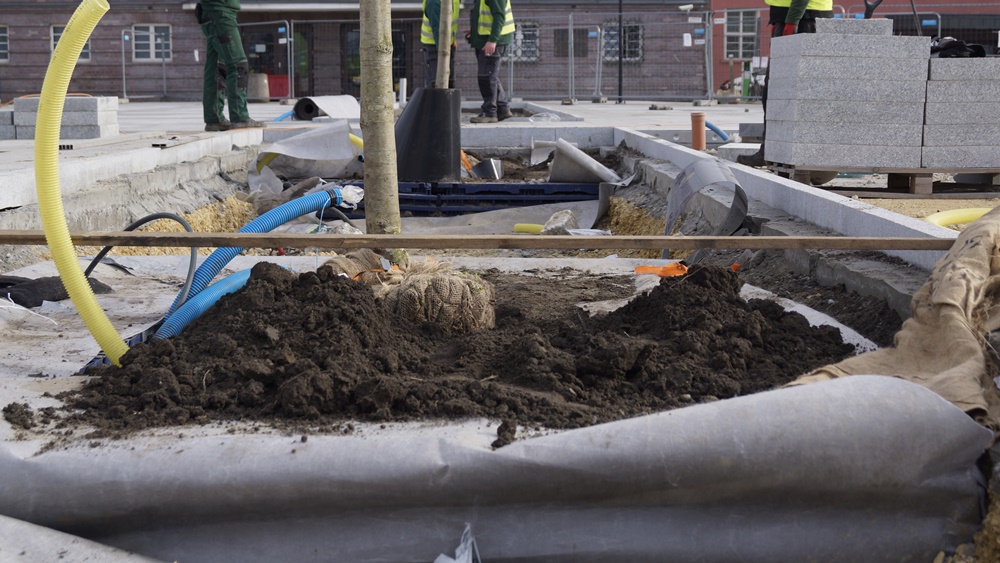 #ZieloneGliwice. W mieście stanęły pierwsze z 24 platanów klonolistnych