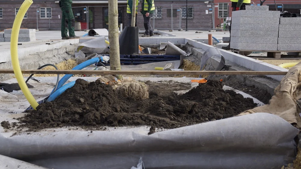 #ZieloneGliwice. W mieście stanęły pierwsze z 24 platanów klonolistnych