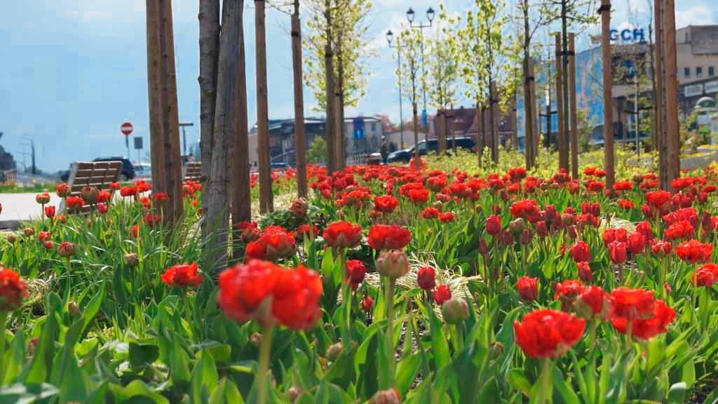 Czas tulipanów w Gliwicach. Jest gdzie wypoczywać!