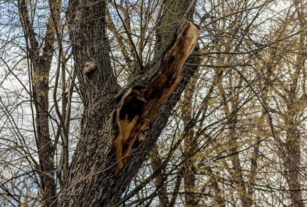 Bytom: Dendrolodzy potwierdzili zły stan drzew na ul. Piekarskiej. Wycinka jest konieczna