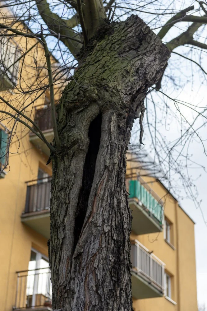 Bytom: Dendrolodzy potwierdzili zły stan drzew na ul. Piekarskiej. Wycinka jest konieczna