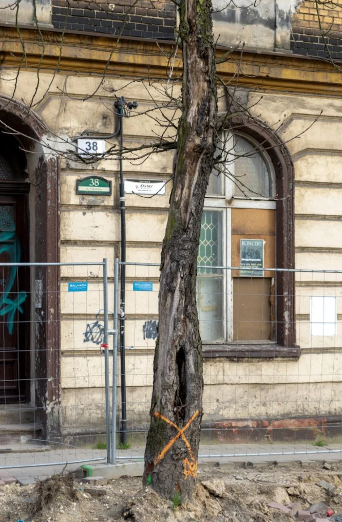 Bytom: Dendrolodzy potwierdzili zły stan drzew na ul. Piekarskiej. Wycinka jest konieczna