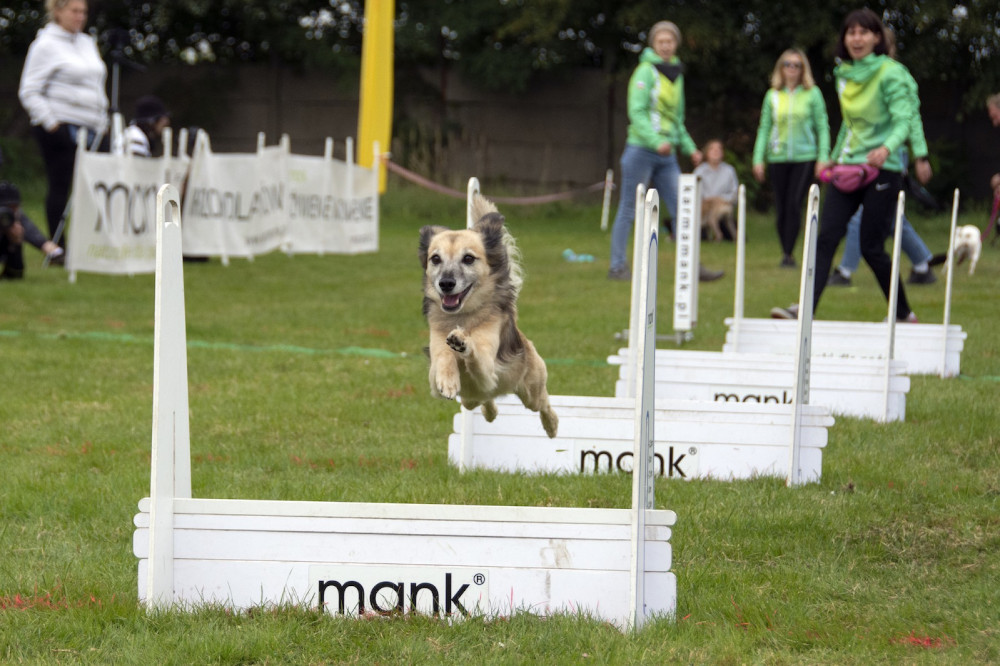Bytom: Nie lada atrakcja dla miłośników psów. Wyścigi psich sztafet już w weekend