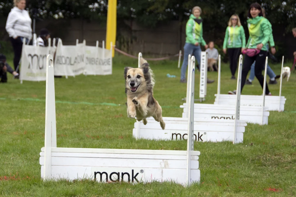 Bytom: Nie lada atrakcja dla miłośników psów. Wyścigi psich sztafet już w weekend