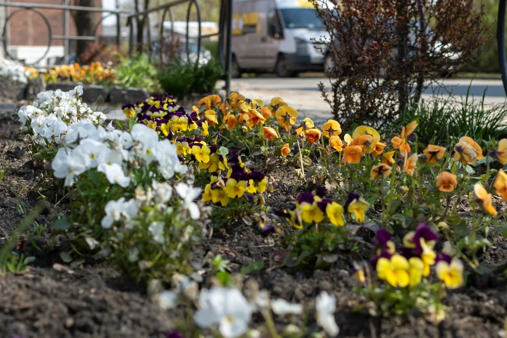 Bytom: Nowe nasadzenia w Łagiewnikach
