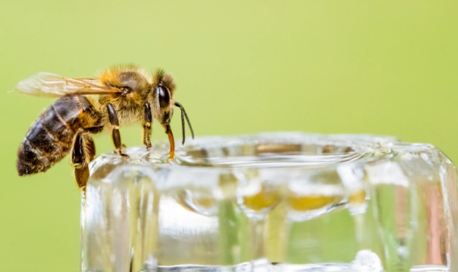 Światowy Dzień Pszczoły w Sosnowcu. Co będzie się działo?