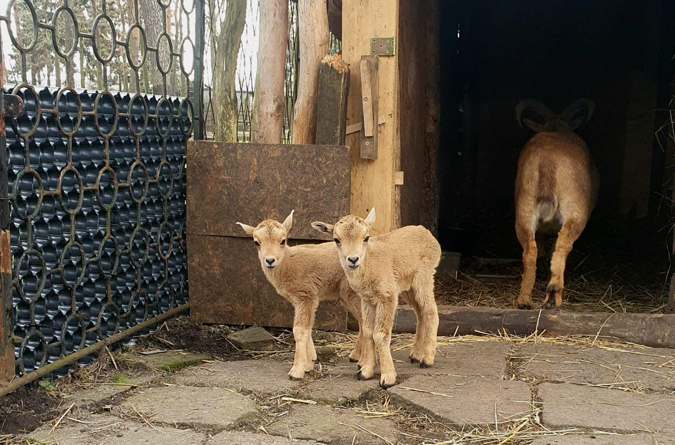 W sosnowieckim mini zoo urodziły się trzy kózki. Urocze maluszki to arui grzywiaste [FOTO]