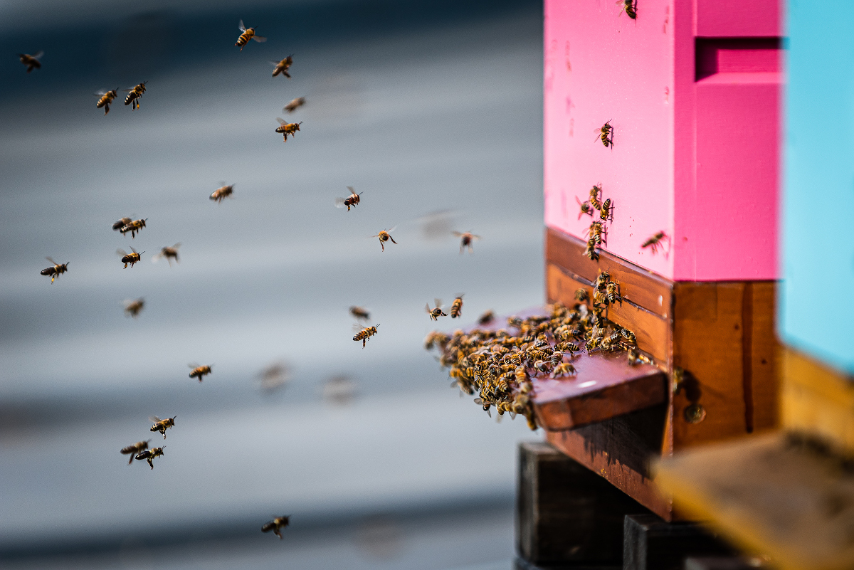 Czwarta miejska pasieka powstała przy Basenie Zadole