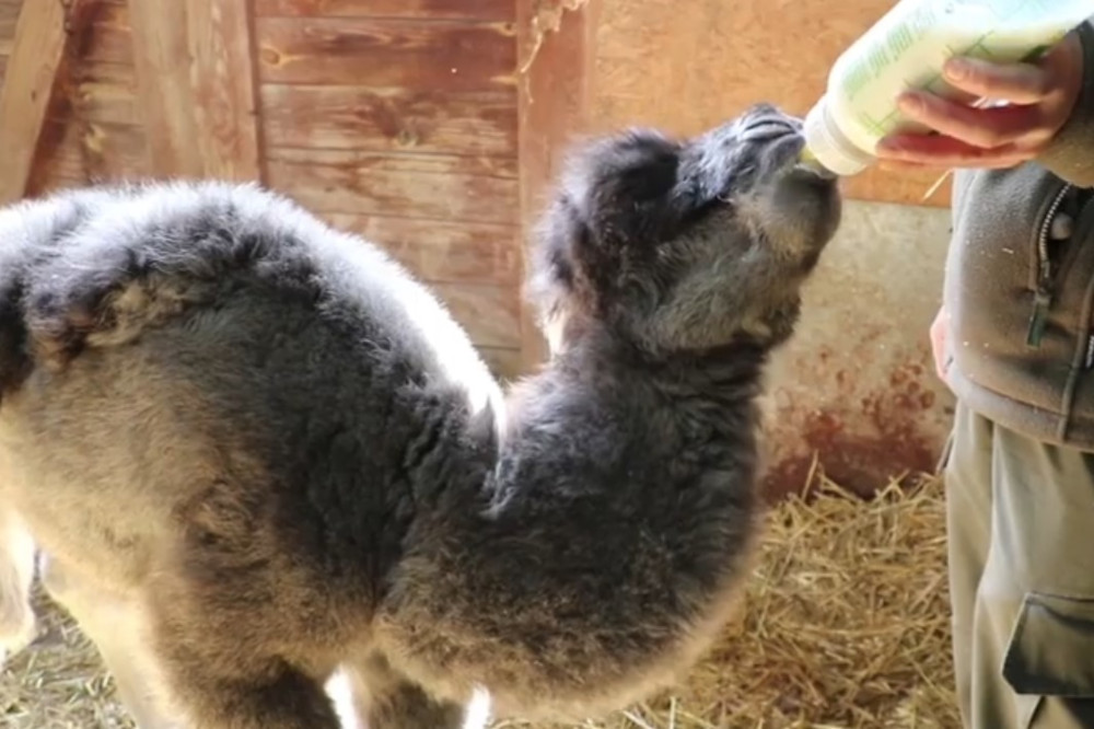 Chorzów: Wiosenny baby boom w zoo. Maluchy zyskały wdzięczne imiona