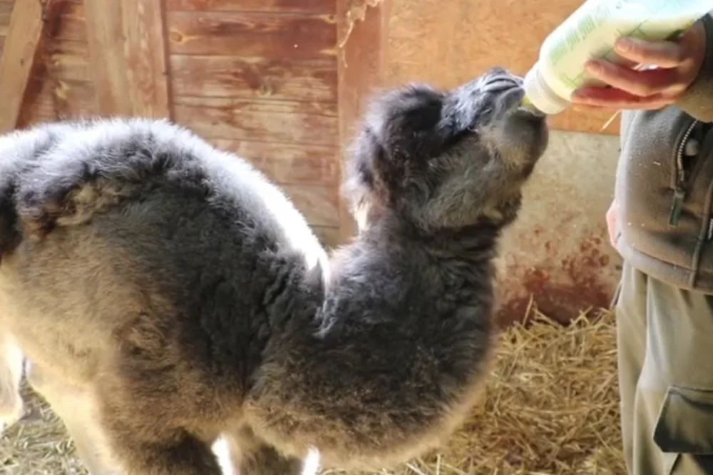 Chorzów: Wiosenny baby boom w zoo. Maluchy zyskały wdzięczne imiona