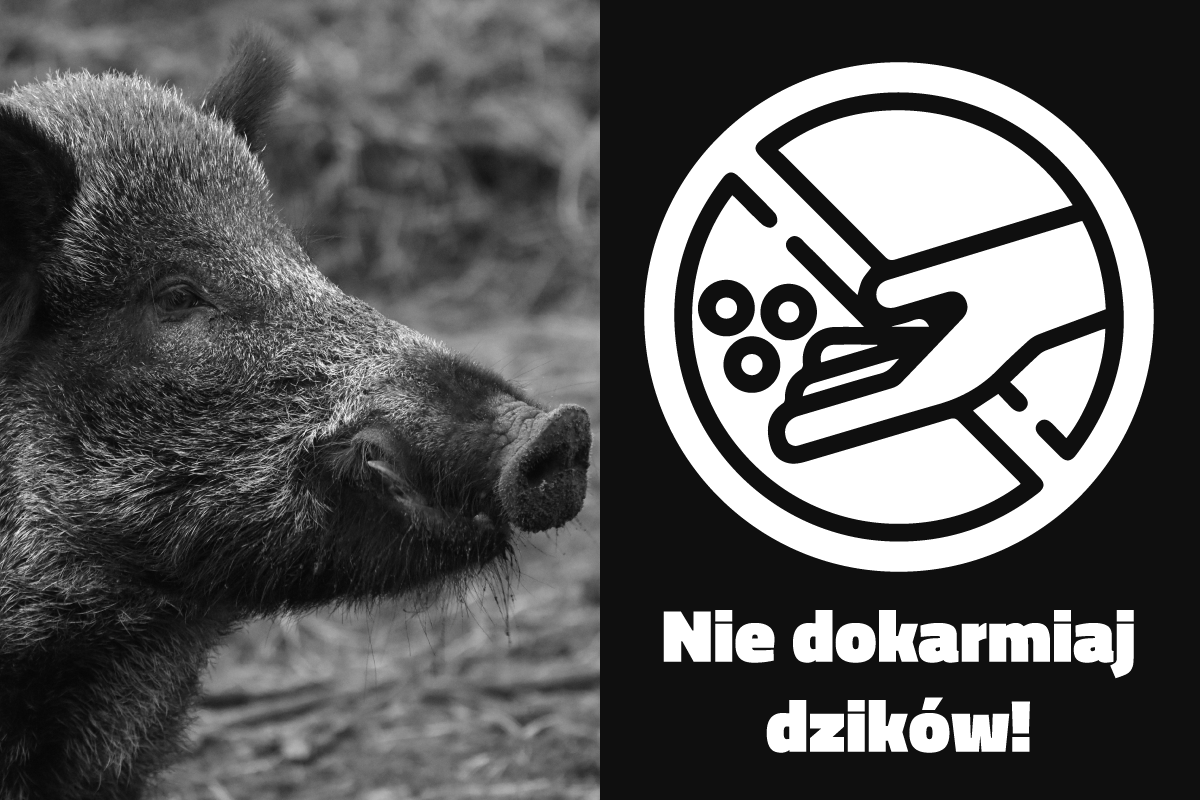 W mieście pojawiły się dziki. Władze Chorzowa apelują o nie dokarmianie ich