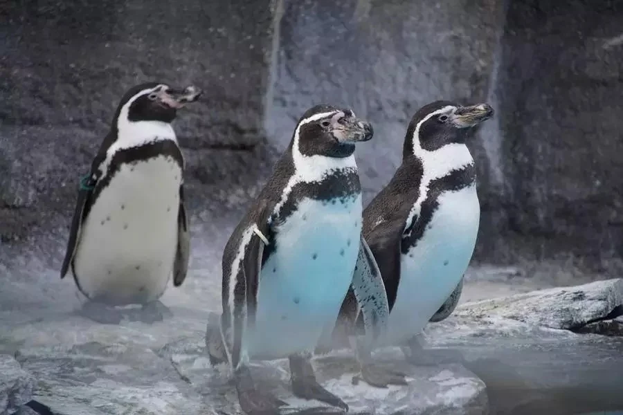 Pingwiny z chorzowskiego ZOO po zimowej przerwie wróciły na zewnętrzny wybieg