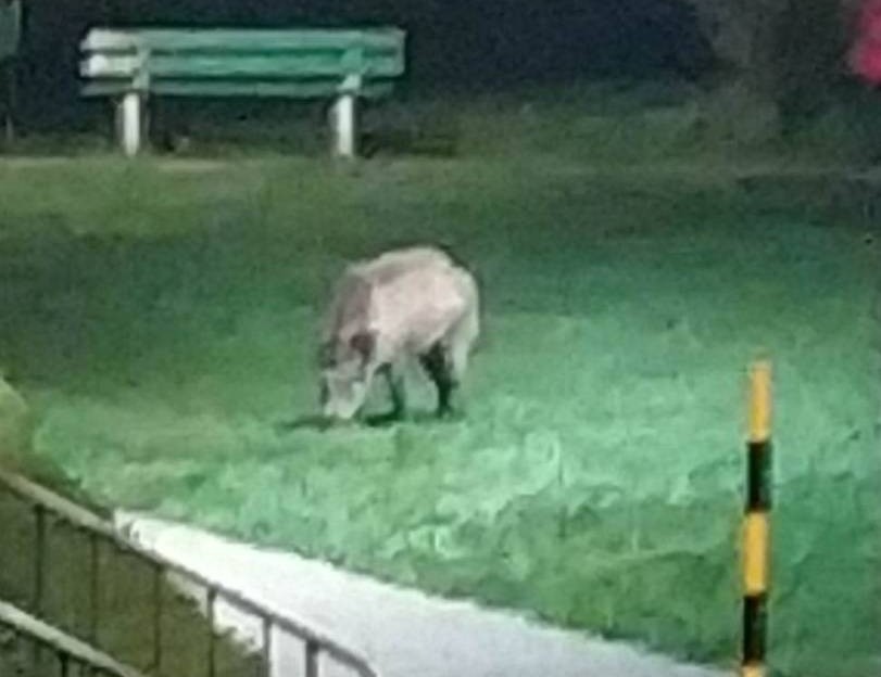 Dziki na chorzowskich osiedlach. Będzie odstrzał?