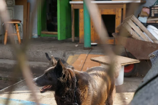 Dzielnicowi kontrolują ogródki działkowe pod kątem bezpieczeństwa zwierząt