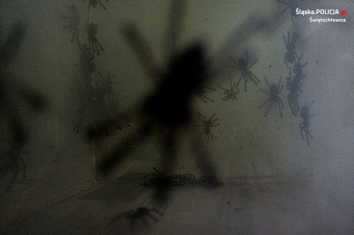 Sprzedawał egzotyczne pająki. Wszystkie znajdowały się na liście gatunków zagrożonych