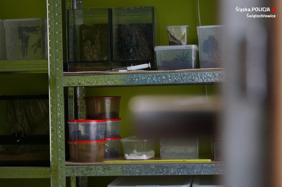 Sprzedawał egzotyczne pająki. Wszystkie znajdowały się na liście gatunków zagrożonych