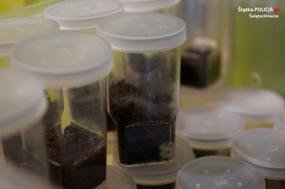 Sprzedawał egzotyczne pająki. Wszystkie znajdowały się na liście gatunków zagrożonych