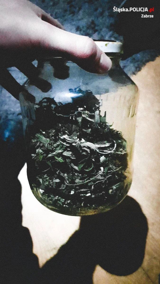 Policjanci zlikwidowali domową uprawę marihuany. 37-latkowi grożą 3 lata więzienia