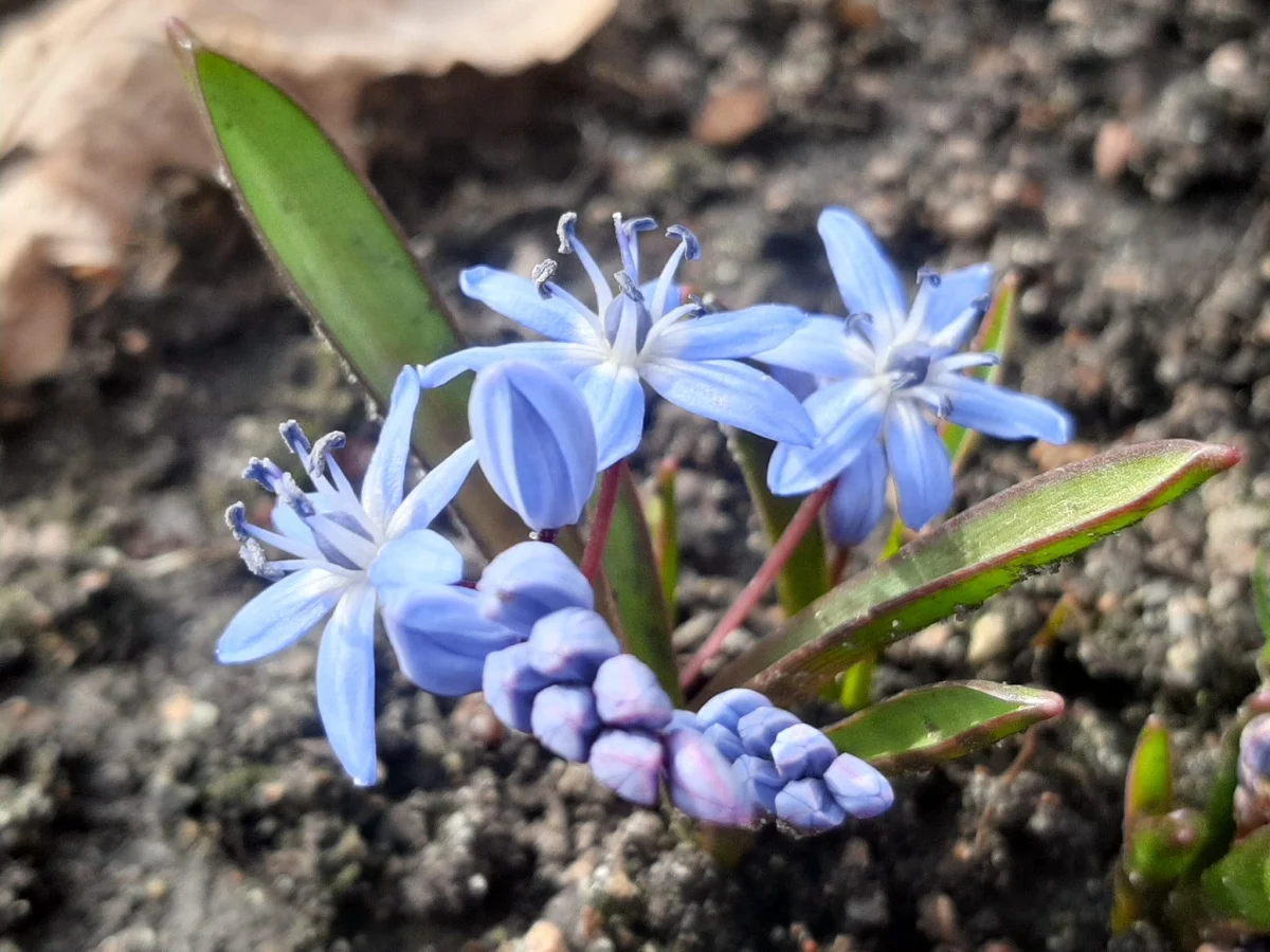 Przed nami rozpoczęcie sezonu w Ogrodzie Botanicznym. Sprawdź, jakie rośliny już zakwitły!
