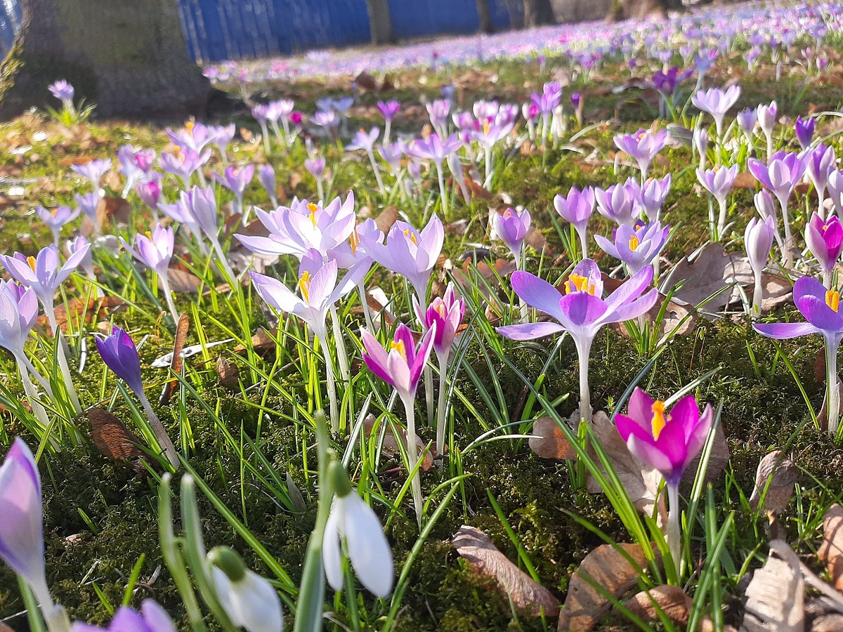 Przed nami rozpoczęcie sezonu w Ogrodzie Botanicznym. Sprawdź, jakie rośliny już zakwitły!