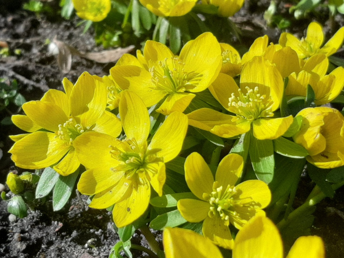 Przed nami rozpoczęcie sezonu w Ogrodzie Botanicznym. Sprawdź, jakie rośliny już zakwitły!