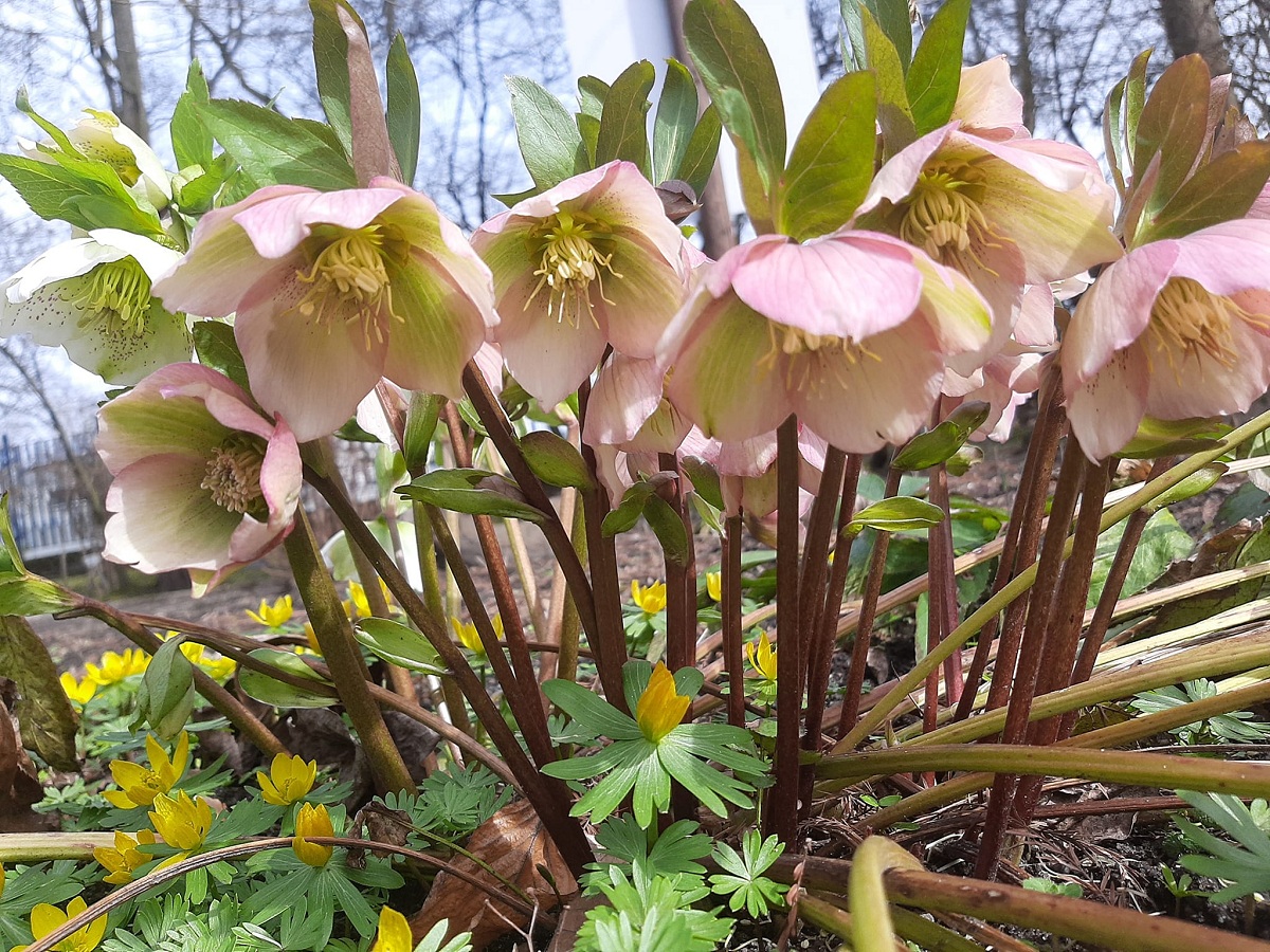 Przed nami rozpoczęcie sezonu w Ogrodzie Botanicznym. Sprawdź, jakie rośliny już zakwitły!