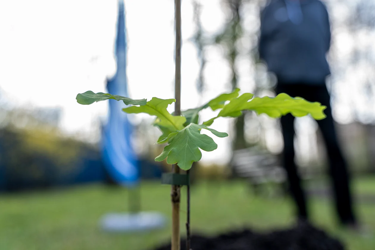 W Miejskim Ogrodzie Botanicznym posadzono sadzonkę dębu "Bartek"
