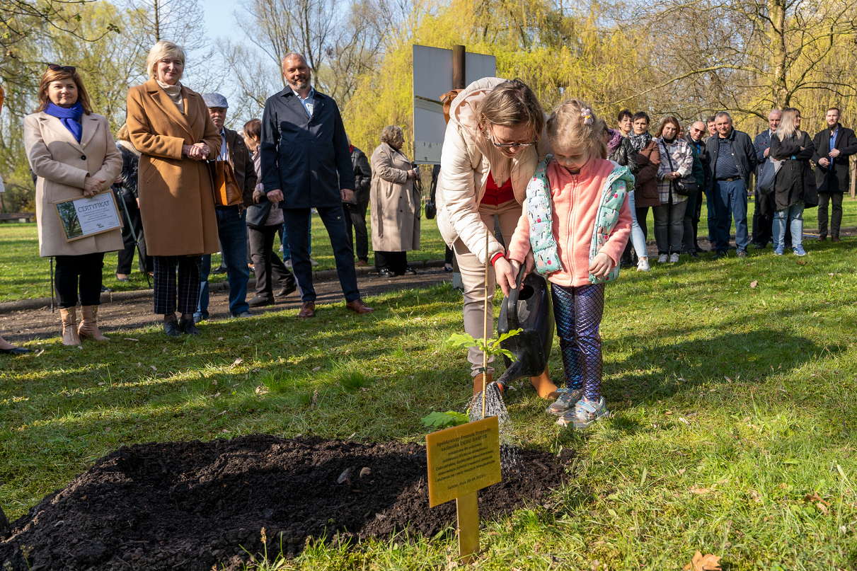 W Miejskim Ogrodzie Botanicznym posadzono sadzonkę dębu "Bartek"