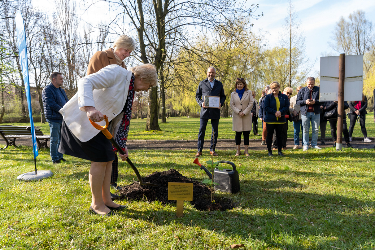 W Miejskim Ogrodzie Botanicznym posadzono sadzonkę dębu "Bartek"
