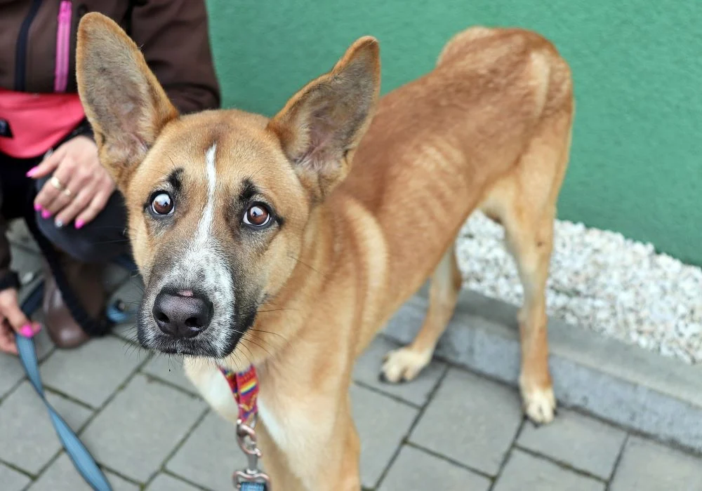 Do rudzkiej Fauny trafił psiak po przejściach. Pomóżmy mu stanąć na łapy!